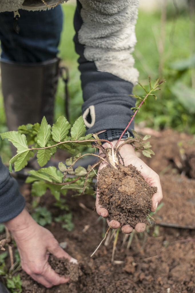 Wildpflanzen selbst anbauen ist ganz einfach. Bild: Sammy Hart, im Buch "Wilde Grüne Küche"
